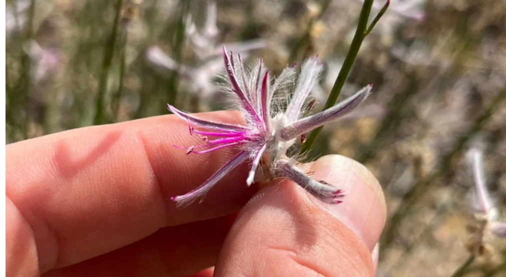 ‘Extinct for 60 Years’ Plant Suddenly Reappears—Scientists Stunned by Rare Discovery