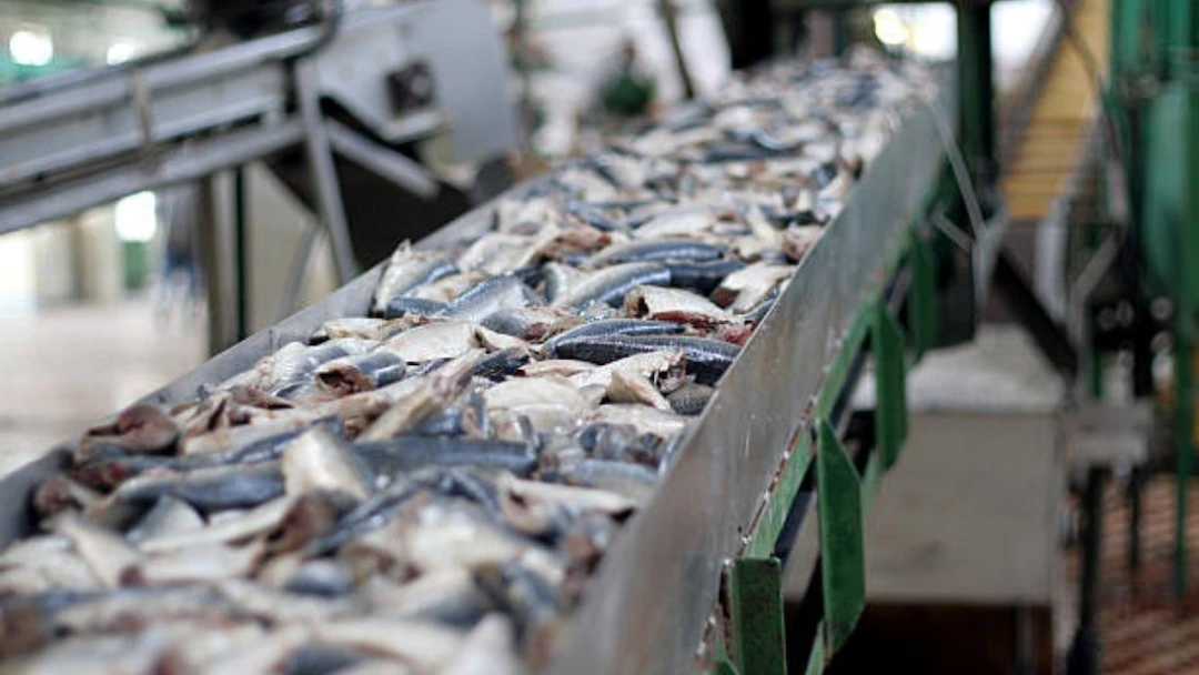 “From Milk to Fish: Bihar Unveils Mega Plan to Transform Rural Economy”