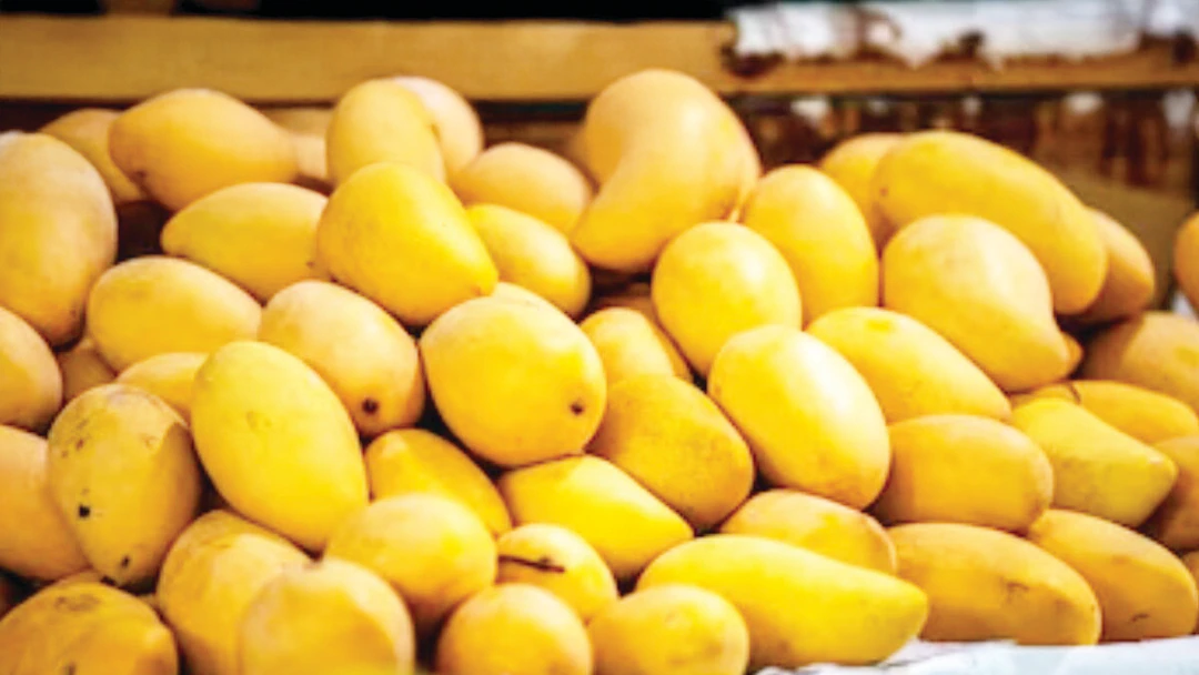 Japan Bans Indian Mango Imports Again After 20 Years