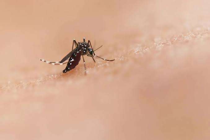 Google Seeks Approval to Release Millions of Special Mosquitoes to Fight Disease