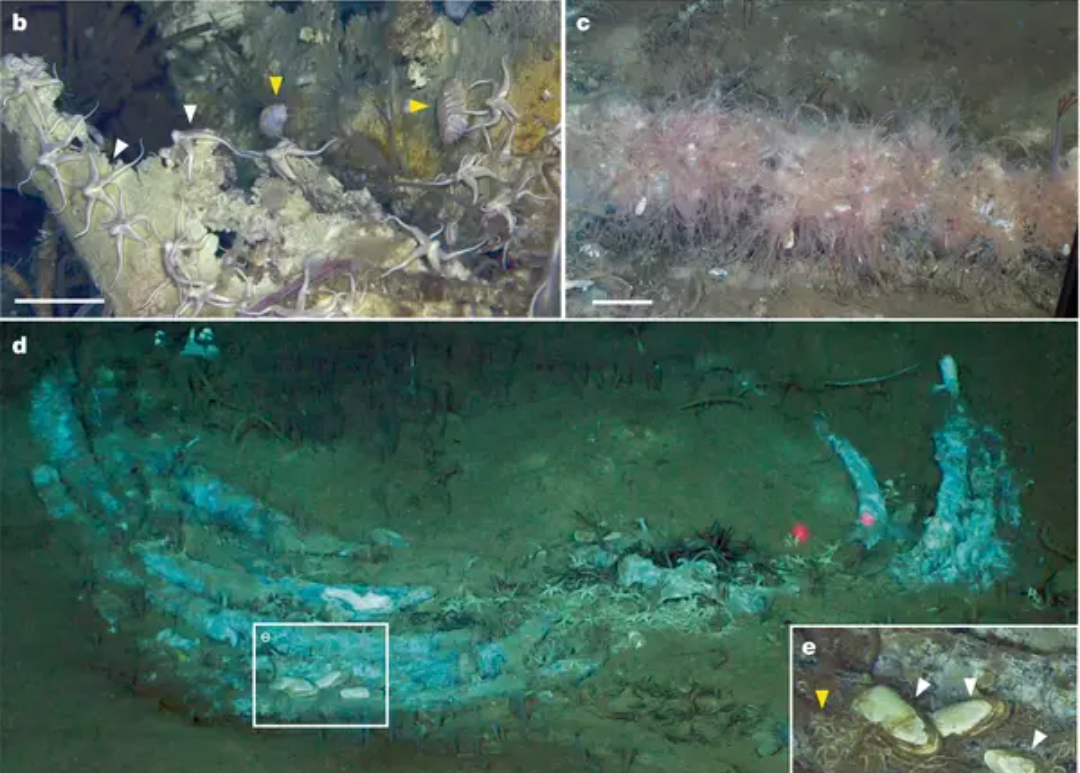 Scientists Uncover Largest Known Whale Graveyard in Indian Ocean