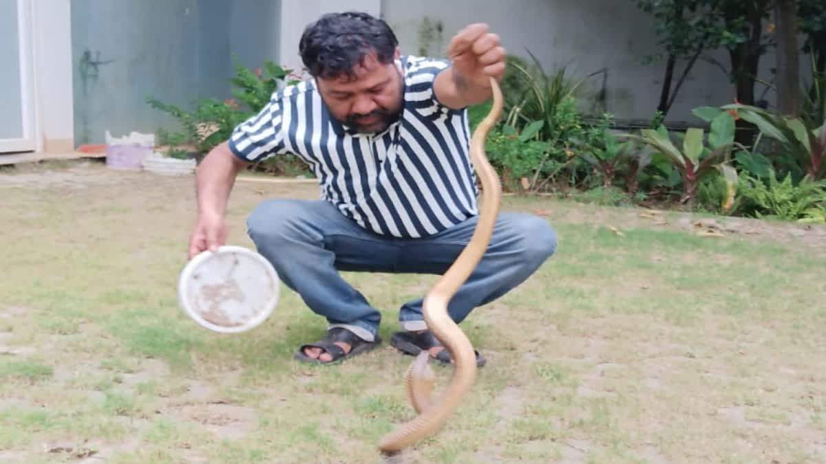 Cobra Rescued From MS Dhoni’s Ranch in Ranchi