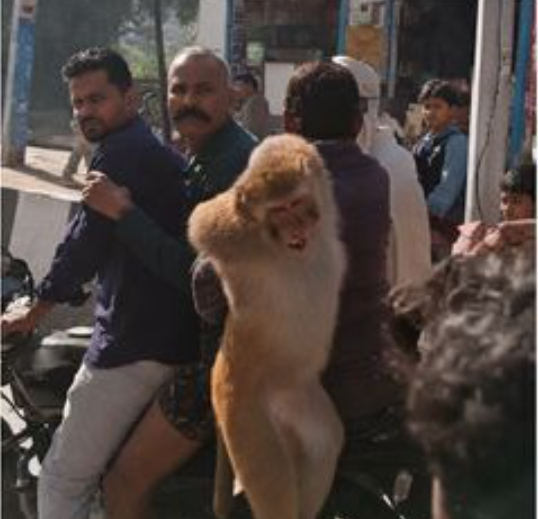 Haryana Monkey Captured After Biting 12 People; ₹51,000 Reward Announced